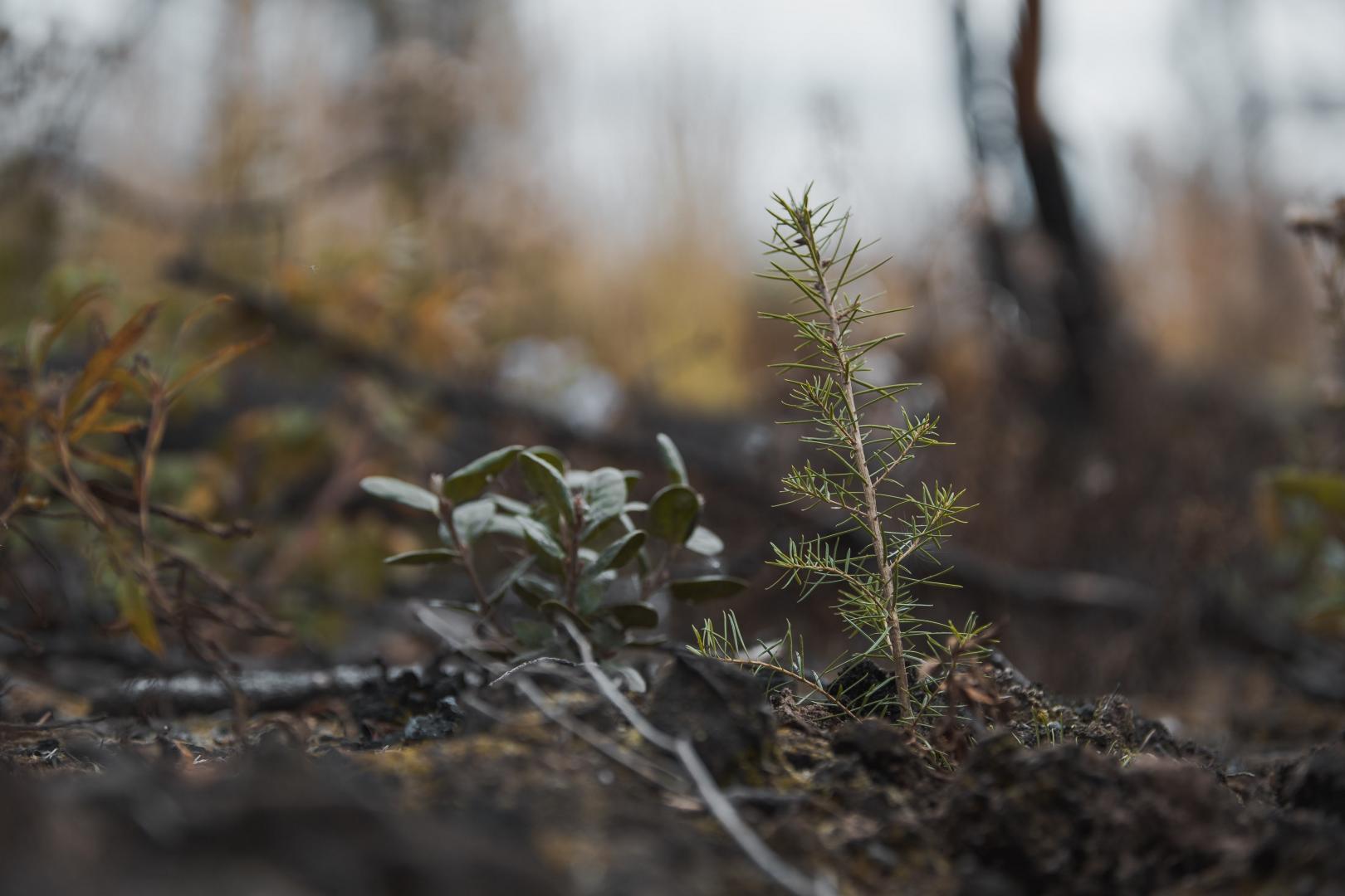 HANCEVILLE FIRE REFORESTATION