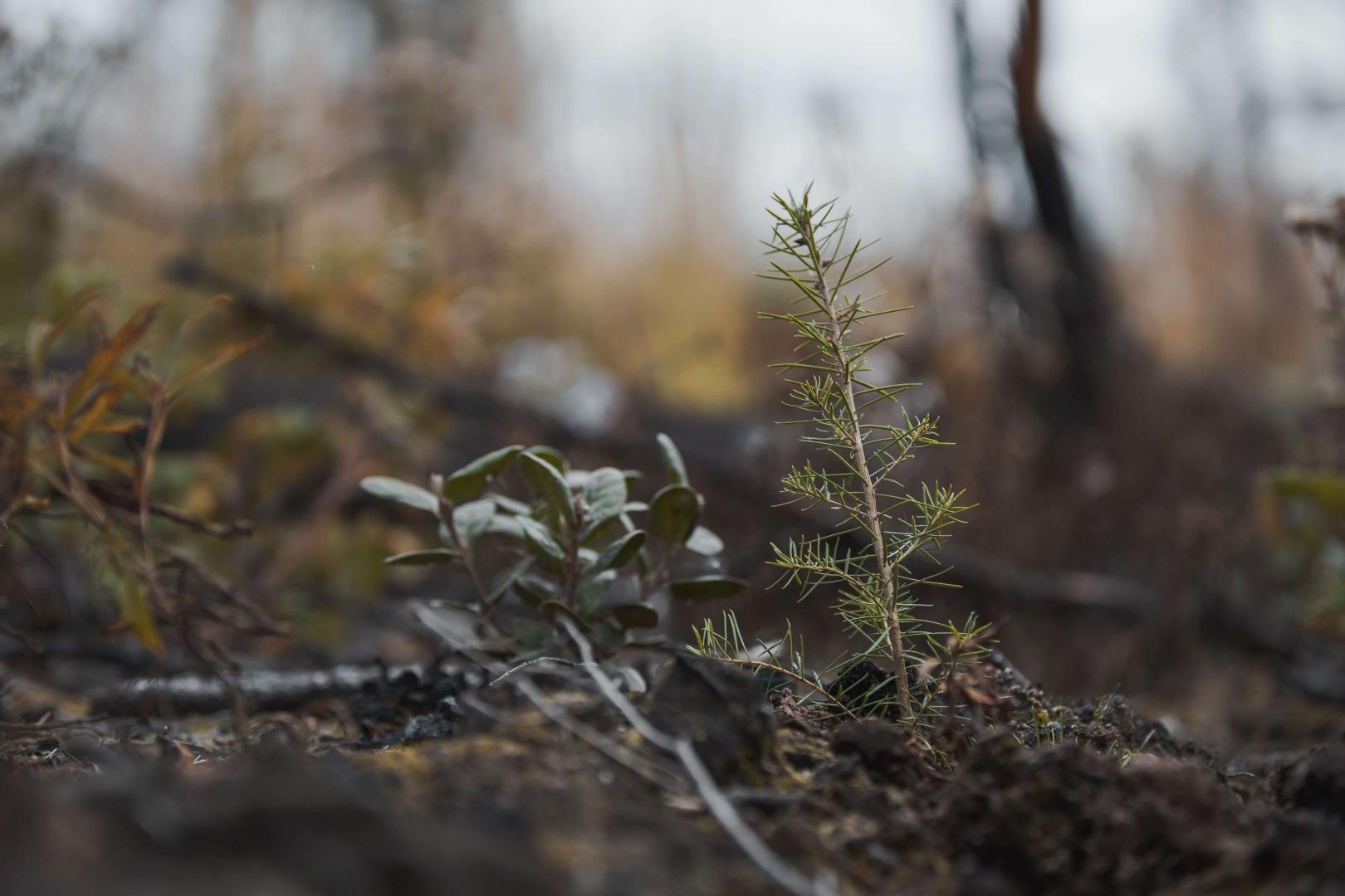 Hanceville fire reforestation