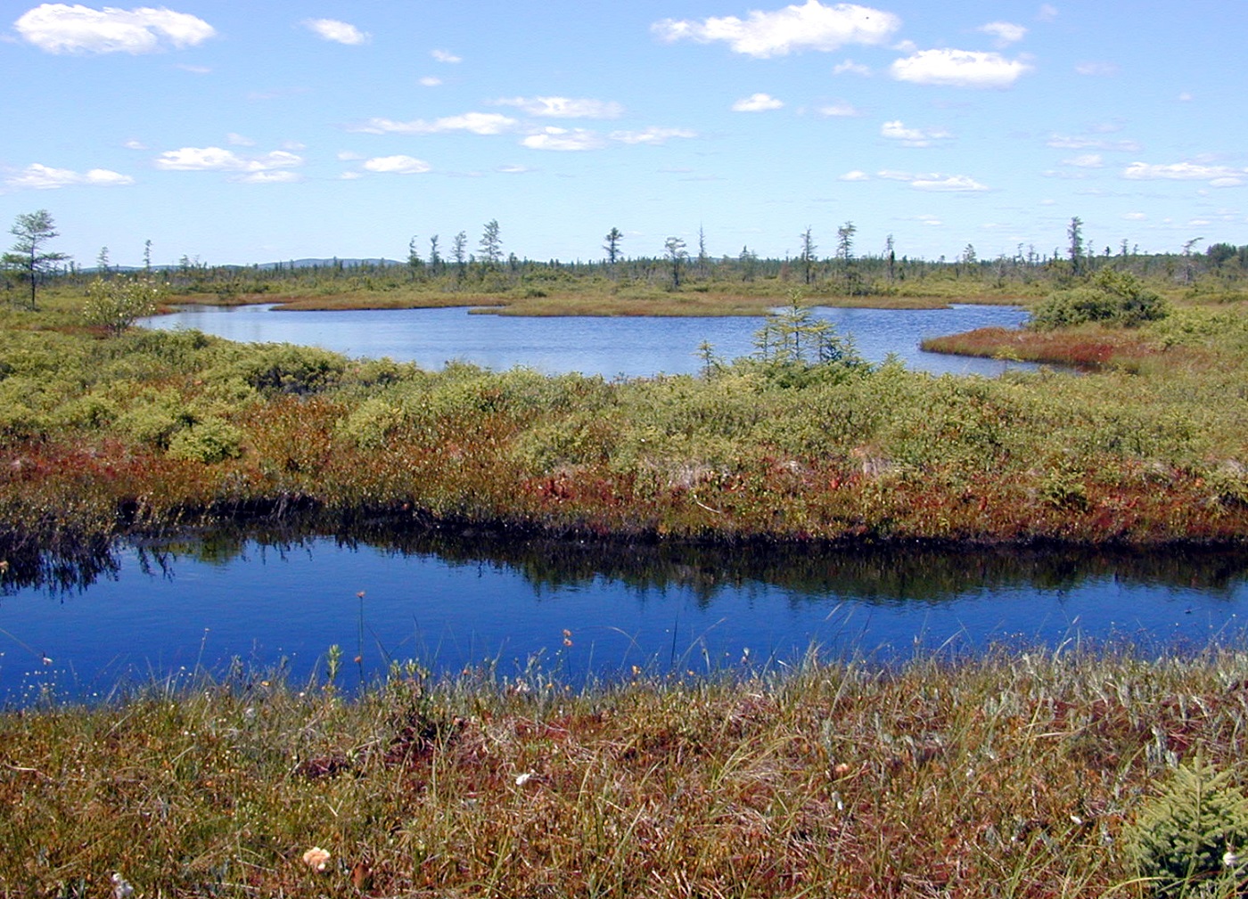 TURTLE LAKE BOG WETLAND RESTORATION.